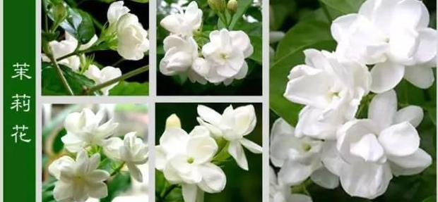 世界上最齐全的各种花 ! 从此认花不求人 , 太珍贵了！赶紧收藏