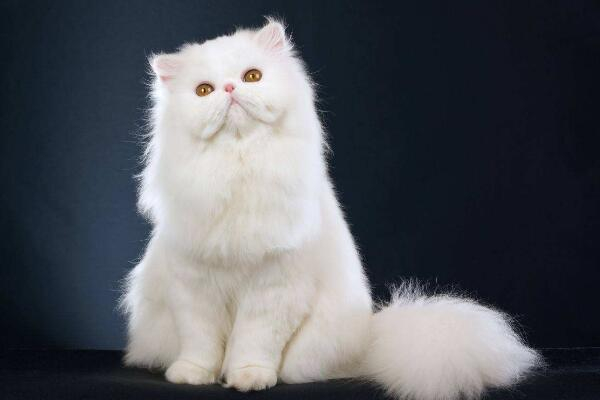宠物猫品种大全：从短毛到长发, 总有一款让你心动