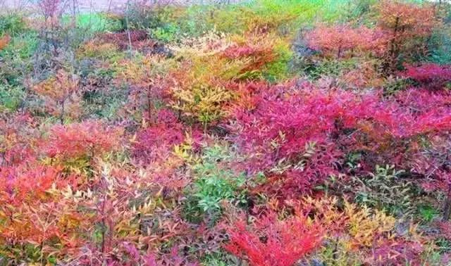 南天竹盆景欣赏与养护