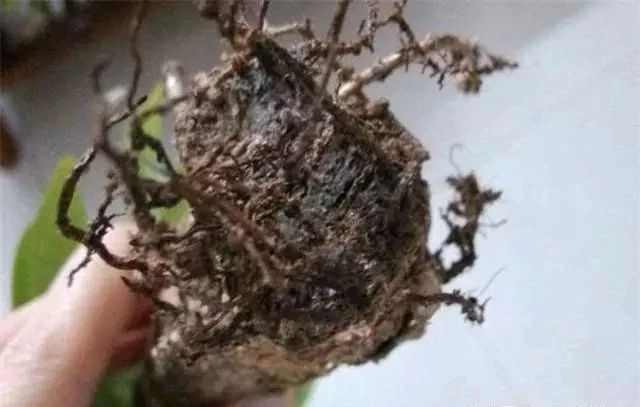 发财树根烂成这样,竟然又养活了,是怎么做到的?!