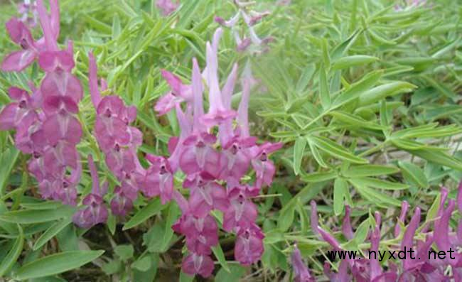 农业种植：元胡种植技术