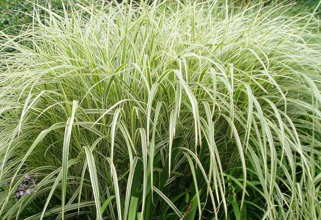 草，观赏草，养花不稀罕，养草才稀罕|叶片|禾本科|植株|观赏性|观赏草_新浪新闻