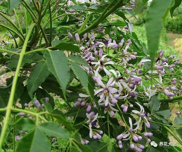 辣椒养 花 大 全辣椒里含有的辣椒素可以有效杀灭小黑飞,天然无污染