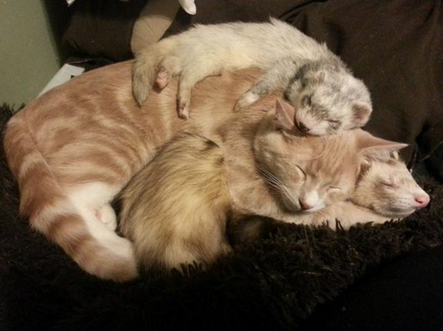 当猫咪遇上雪貂,抱抱睡觉简直太可爱啦!