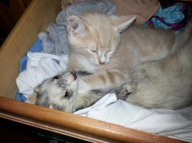 当猫咪遇上雪貂,抱抱睡觉简直太可爱啦!