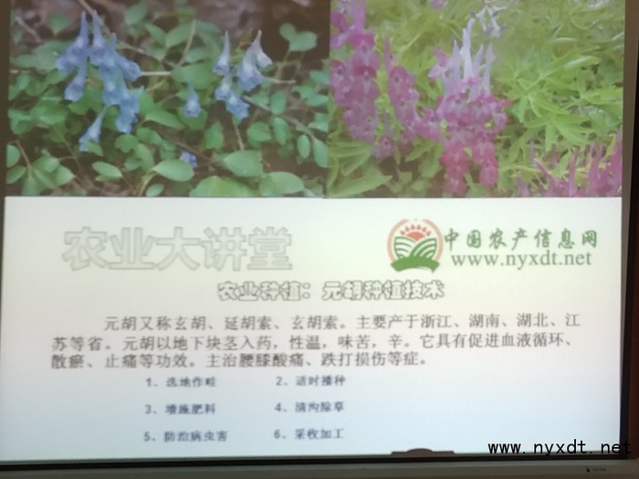 农业种植:元胡种植技术
