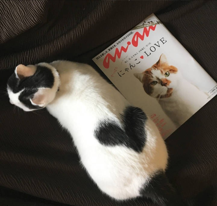 ins上这只名叫ikura的猫咪屁股上有颗超萌的桃心