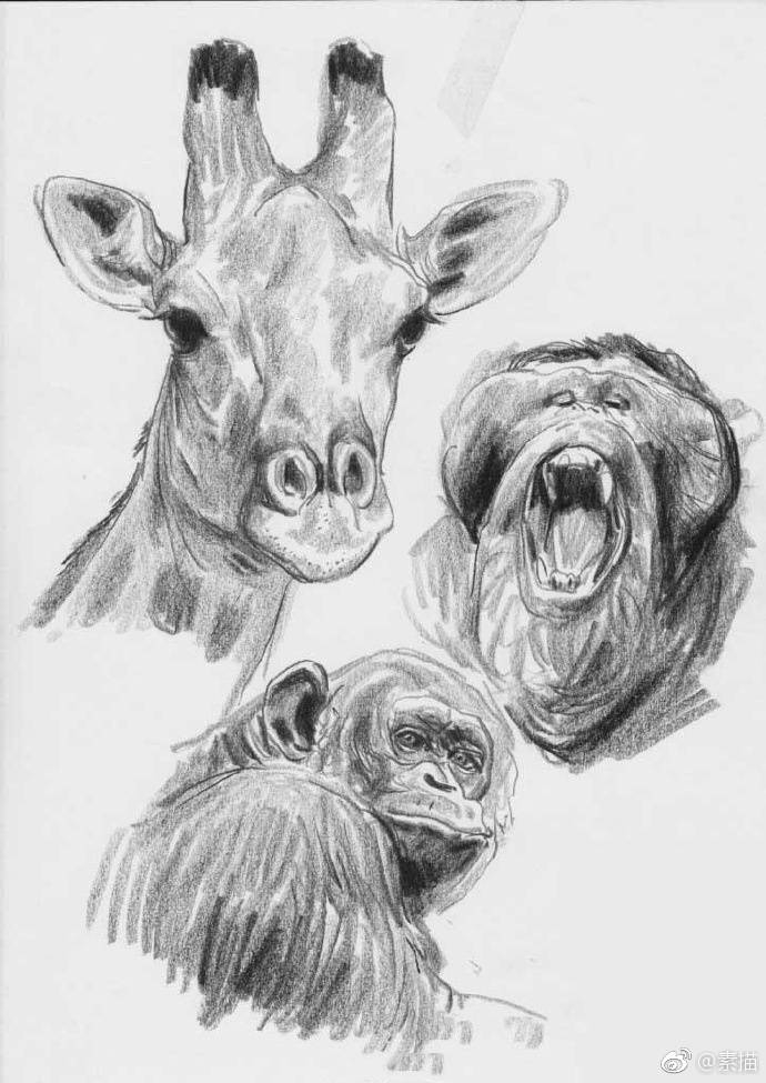 素描动物练习。