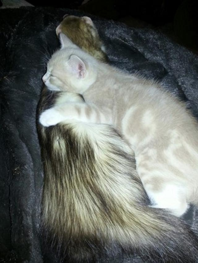 当猫咪遇上雪貂,抱抱睡觉简直太可爱啦!