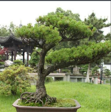 五针松盆景的独特之处,养护要注意哪些?|养护|五针松|树皮|盆栽|日本_新浪新闻