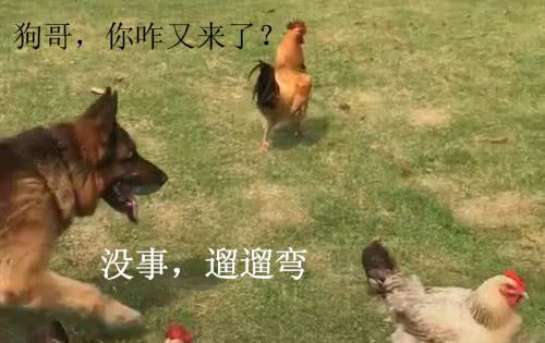 遛狗遇上了遛鸡的,德牧:大吉大利,我来捉鸡