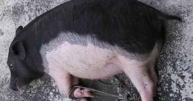 说说猪二哥的秘密,世界顶级猪肉大全(二)
