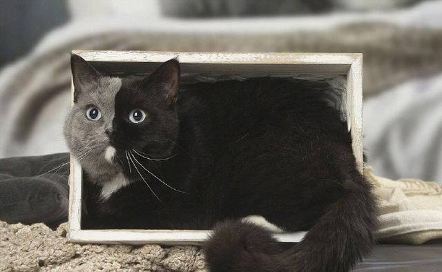 10. 这有着阴阳脸的嵌合体英短. 眼神也是很有故事了.9.