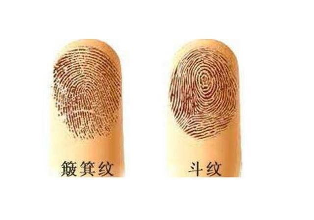 从手指纹看今生的运程运势之大拇指箩纹_新浪新闻