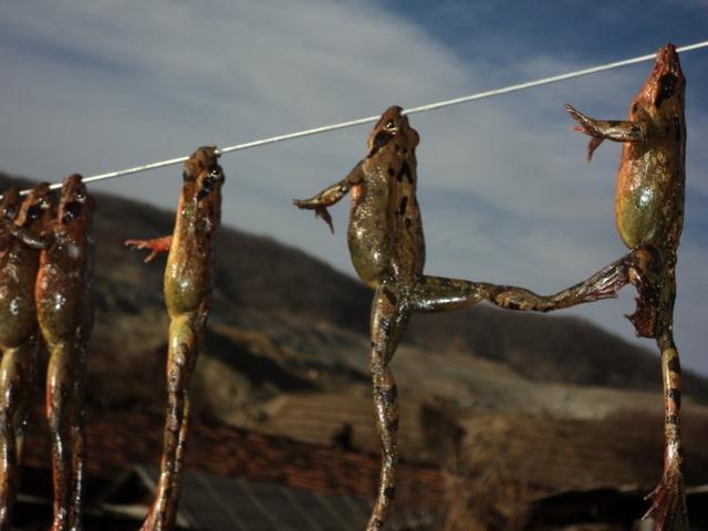 奇异的生物马头蚱蜢正如其名 头部长如马脸 酷似外星人