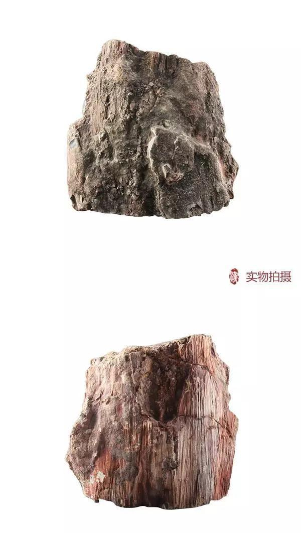 树化石有价值吗