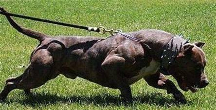 世界五大恶犬排行榜,中国藏獒排最后,美国比特犬称战神