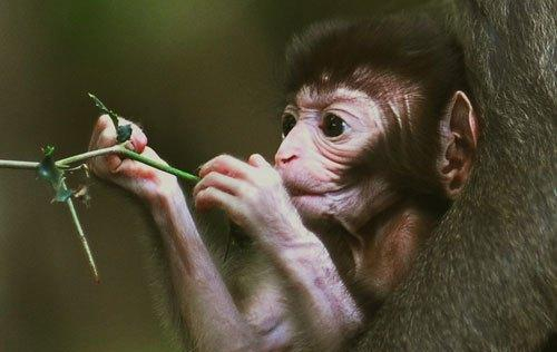 四,孙悟空的上身,原穿唐僧的白色小直裰,后穿观音送的锦布小直裰,腰中