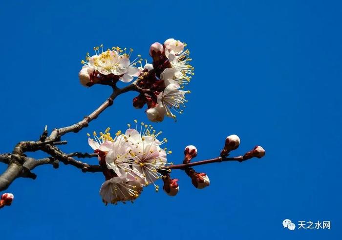 天水新阳镇杏花图片