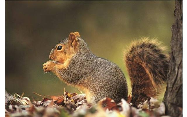 四面八方指的是什么动物 龙 马鼠