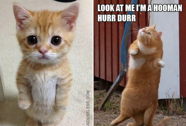 你被猫猫站立萌到过吗?带你走进猫猫站站大片~