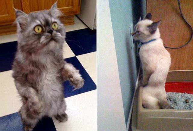 你被猫猫站立萌到过吗?带你走进猫猫站站大片~
