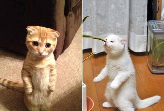 你被猫猫站立萌到过吗?带你走进猫猫站站大片~