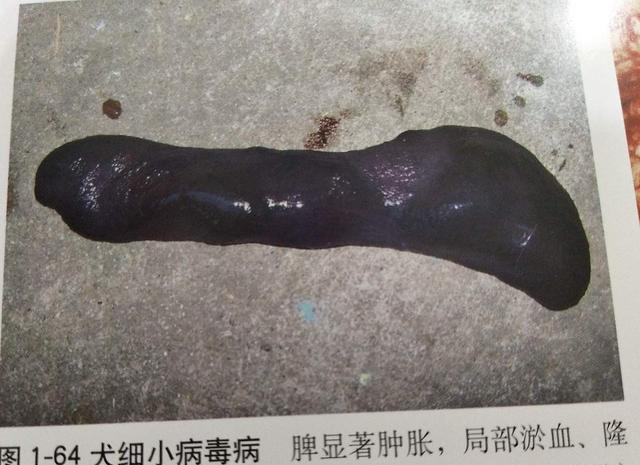 狗狗为什么突然得了细小 狗狗吃撑真的会得细小吗