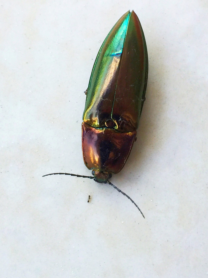 会磕头的叩头虫