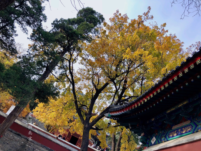 彩叶欣赏:枫叶,闻名红叶观赏地北京香山公园
