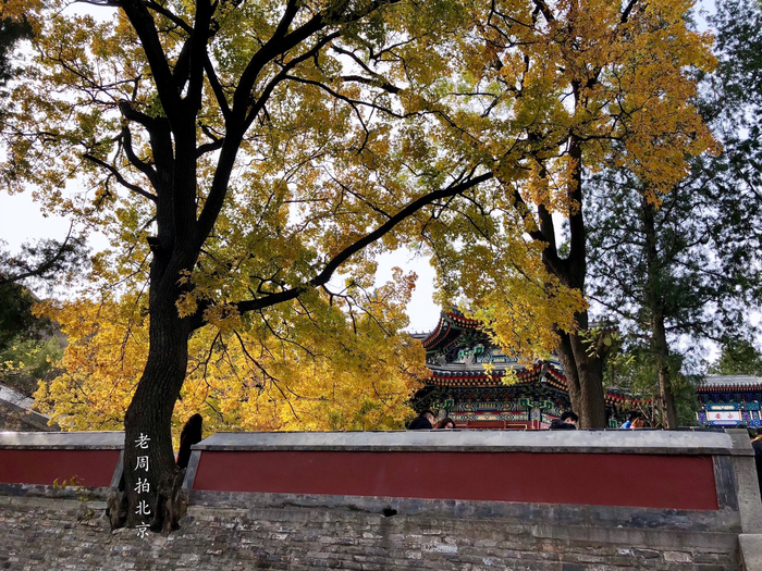 彩叶欣赏:枫叶,闻名红叶观赏地北京香山公园