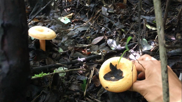 能吃的野生蘑菇，你认识几种？|蘑菇|大脚菌|血灵芝_新浪新闻