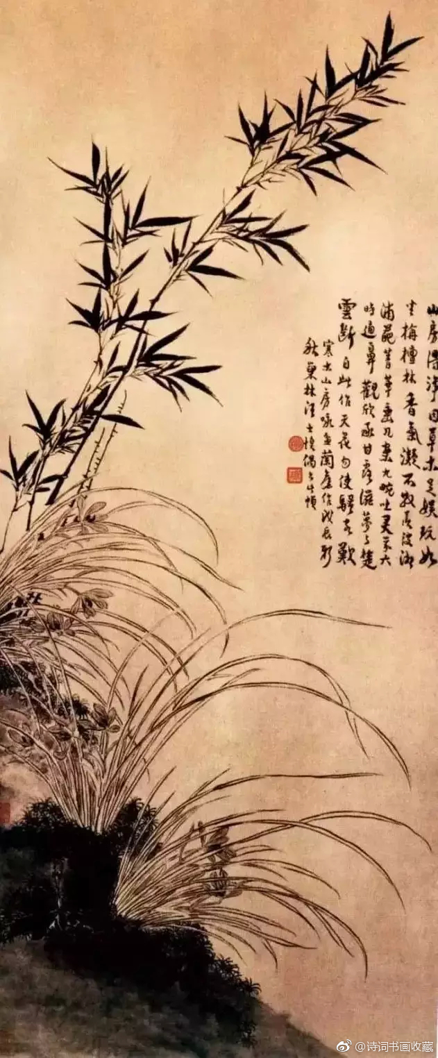 兰花之美