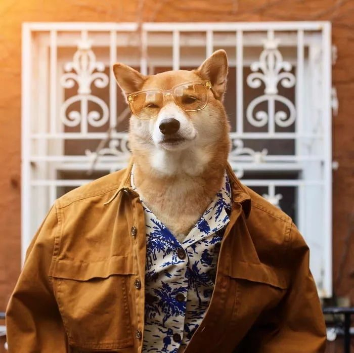 狗穿上衣服都比你帅!|樱花|狗|衣服_新浪新闻