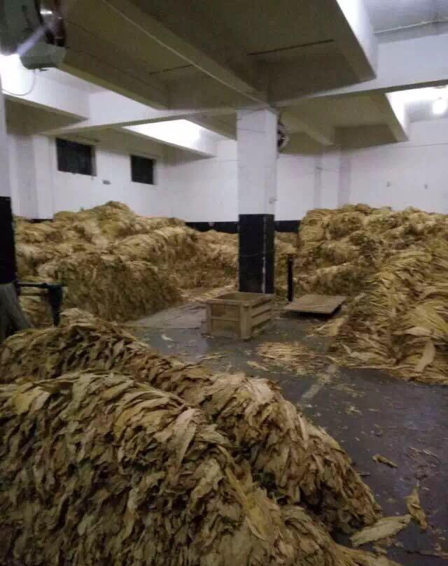 烤烟是怎么样练成的呢 从小苗到金灿灿的烟叶整个过程必须纯手工
