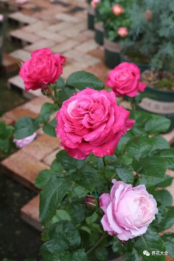 所以光年在刚开始地栽月季的时候,虽然略微疏松了一点,但是土壤还是很