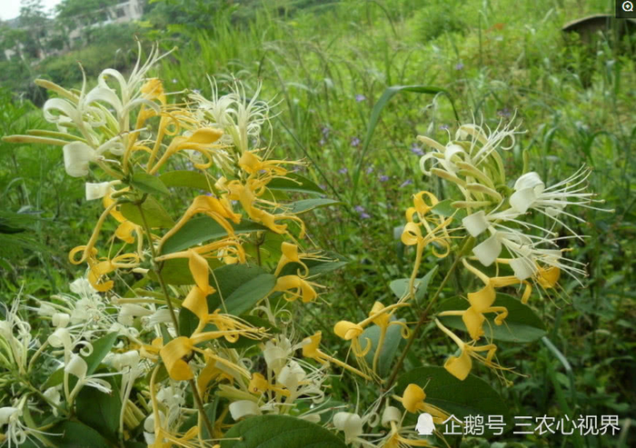 农村山上很常见的5种中草药,最后一种很美,倒数第二种很气人!