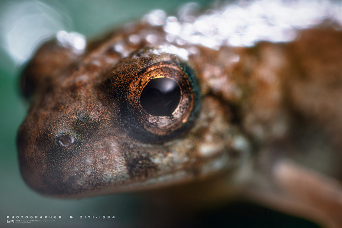 清新脱俗,萌化众生,你绝对没见过的青蛙高清写真