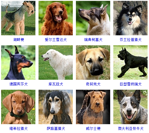 狗狗品种大全,看看你认识几种?|_新浪新闻