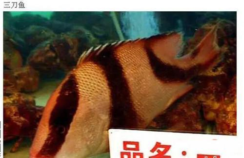 这条“鱼王”贵比黄金，但绝对值！