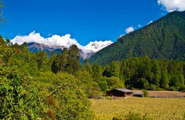 天山雪岭云杉林在我国分布于新疆天山南北坡、昆仑山西部|昆仑山|云杉|白马雪山_新浪新闻