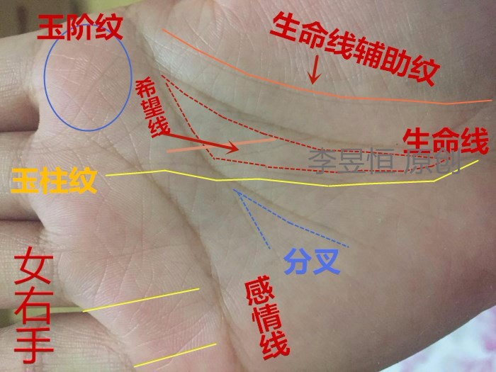 手相中生命线的解释(之三):双重生命线具有逢凶化吉的功能!|生命线|手相|大灾|大病|切线_新浪新闻