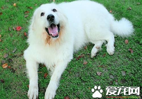 大白熊犬毛色 一般毛色是白色或白色带有灰色