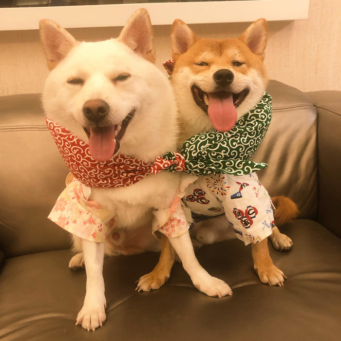 is柴犬情头,希望你们都能涌有甜甜的爱情