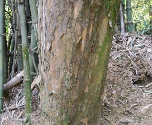 很多人知道柘木有黄金木之说,却不知道柘木有什么作用和功效?|肺结核|疾病_新浪新闻