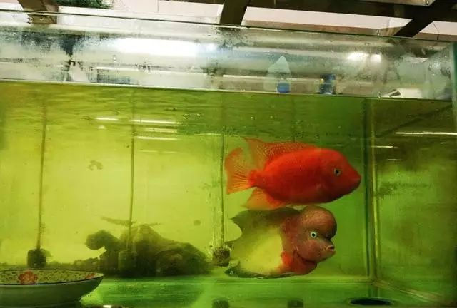 罗汉鱼繁育全过程,看过不后悔|雄鱼_新浪新闻