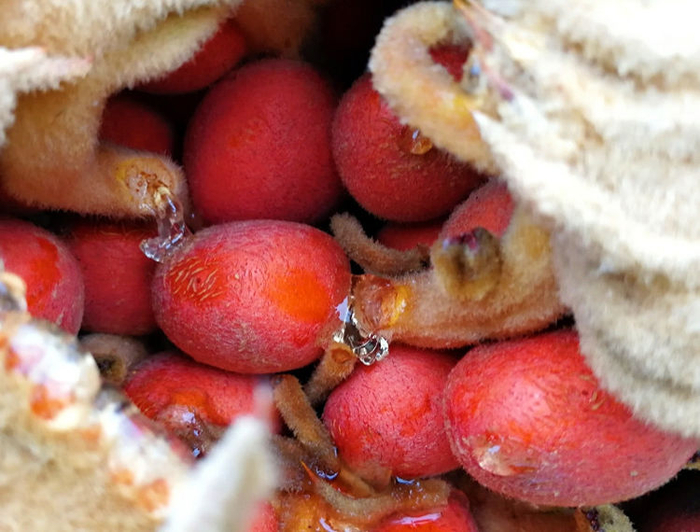 这树传说千年开一次花,果实俗称凤凰蛋,有镇咳祛痰功效,真少见