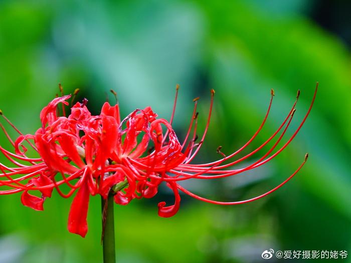 三调。彼岸花，拍花的同时观看背景，效果就会不同。你懂得