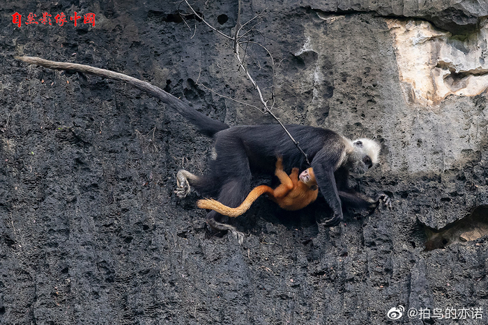 白头叶猴（学名：Trachypithecus poliocephalus ssp|雄性|树叶_新浪新闻