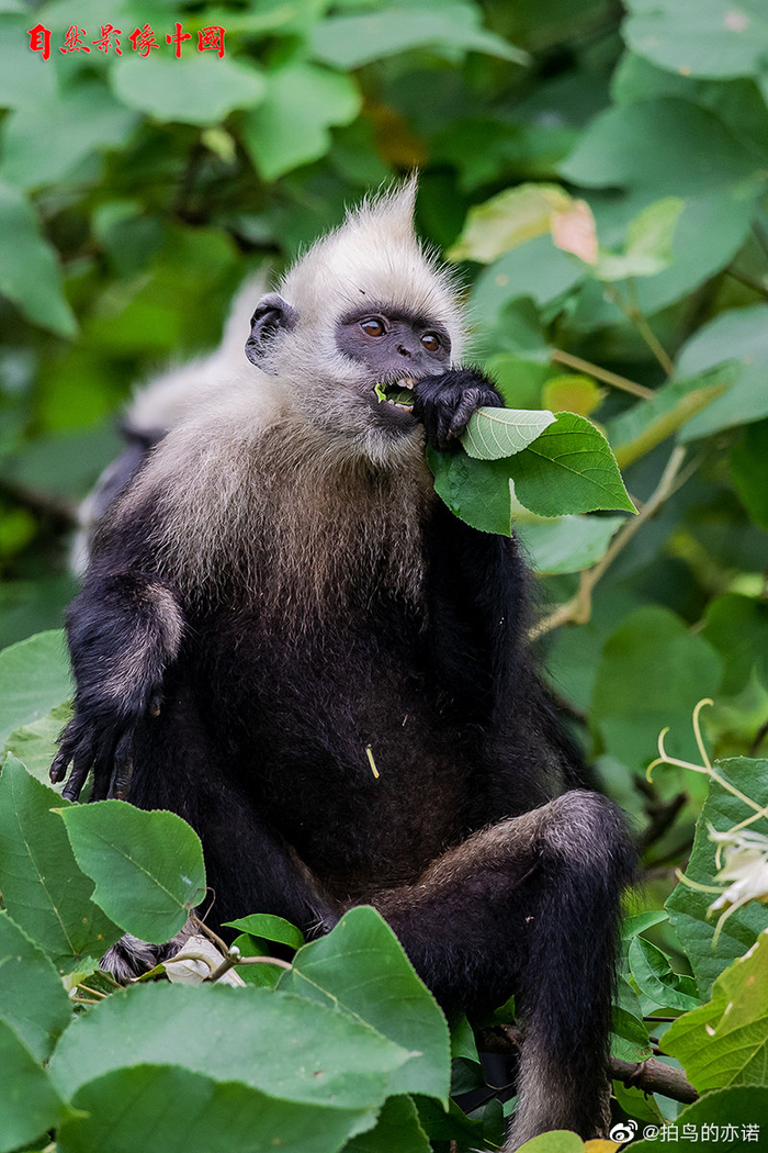 白头叶猴（学名：Trachypithecus poliocephalus ssp|雄性|树叶_新浪新闻